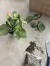 绿有意绿植盆栽多肉花卉盆栽植物室内桌面水培绿植办公室客厅植物懒人 开花组合】栀子花+长寿花+铁海棠 实拍图