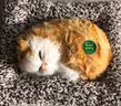 亦趣仿真猫玩偶会叫小猫咪毛绒玩具摆件可爱猫咪公仔女孩儿童生日礼物 会叫橘花猫咪+毛绒垫子 实拍图
