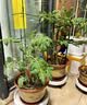 九千谷植物攀爬架包钢管花架蔷薇月季葡萄固定支撑防倒固定架60cm4634 实拍图