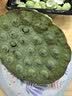 【荷塘月色】鲜莲蓬150g 实拍图