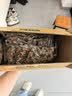 宝宝馋了婴幼儿蝴蝶面500g宝宝面条辅食儿童面无添加盐营养辅食12月+ 实拍图