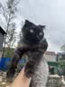 pidan猫砂 豆腐猫砂2.4kg*4包强力吸臭纯猫砂 可冲厕所非膨润土砂 实拍图
