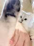 皇家猫粮 成猫猫粮 去毛球 IH34 通用粮 12月以上 4.5KG 实拍图