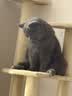 皇家猫粮 室内成猫粮 I27 通用粮 12月以上 2KG【宠物金选】 实拍图