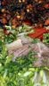 黔椒苑水城羊肉粉贵州六盘水特产贵阳米粉米线遵义早餐小吃 598g 实拍图