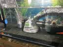 YEE硝化细菌鱼缸净水剂养鱼水质稳定净化水族消毒消化活菌300ml  实拍图