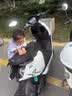 小牛FS Citi 电动轻便摩托车智能长续航高速通勤成人外卖男女骑手电瓶代步电轻摩 到店自提 实拍图