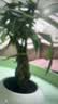 花翁发财树小盆栽绿植物室内客厅装饰中式盆景办公室桌面摆件源头直发 实拍图