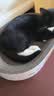疯狂的主人猫抓板窝特大号猫玩具猫爪板猫抓盆不掉屑猫窝椭圆形瓦楞纸 实拍图