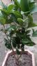 桂花树苗盆栽室内四季桂花卉植物金桂丹桂庭院大树浓香型绿植开花 精品四季桂花60-70cm【原土球发货】 实拍图