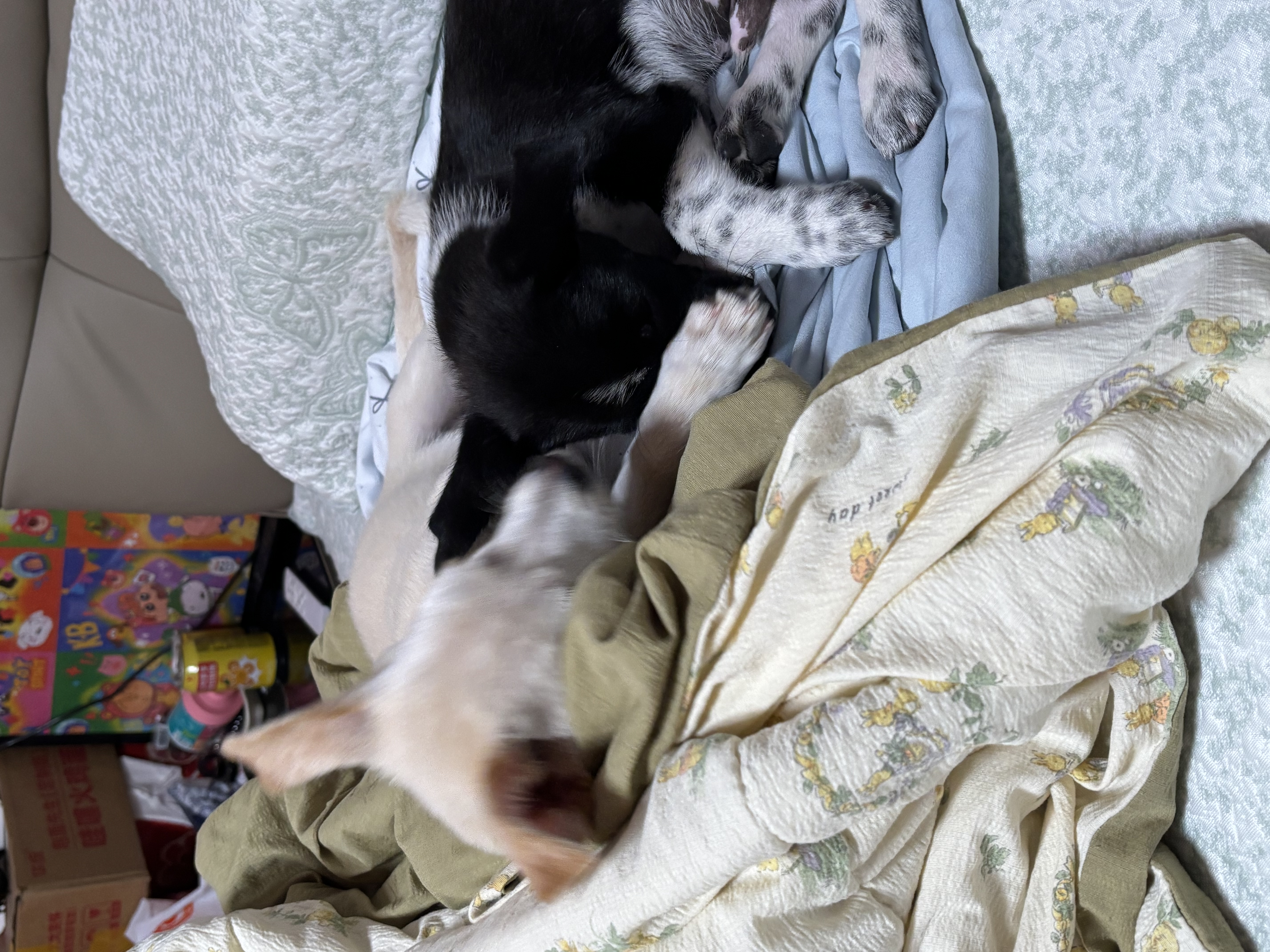 疯狂小狗狗粮柯基金毛中大小型犬幼犬成犬粮通用 牛肉三拼粮2.5kg5斤 实拍图