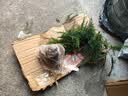 文竹盆栽绿植花卉盆景植物室内客厅水培文松云竹文竹大苗四季常青 小文竹【3棵性价比高】原土球发货 高度15-25cm 实拍图