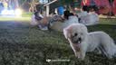 耐吉斯鲜肉Pro夹心狗粮冻干生骨肉1.5kg成犬鸭肉梨泪痕管理3斤 实拍图