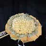 幽客玉品鲜花速递红玫瑰花束表白送女友老婆生日礼物全国同城配送 99朵香槟玫瑰花束 实拍图