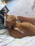 网易严选宠爱相伴全价猫粮 实惠宠物主粮成幼猫爱心公益 美毛护肠胃 1.8kg 实拍图