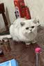 红狗【宠物金选】猫咪维生素软颗粒180g(约120粒) 猫多维鱼油乳钙8合1 实拍图