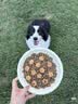 LEGENDSANDY蓝氏狗粮真鲜乳鸽中小型犬泰迪比熊生骨肉冻干鲜肉犬粮1.5kg*6包 实拍图