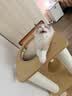 皇家猫粮 幼猫猫粮 幼猫奶糕 K36 通用粮 4-12月 2KG 实拍图