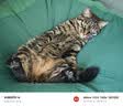 WEYES冻干鸡小胸500g桶装宠物猫狗零食肉干营养高蛋白适口性好 实拍图