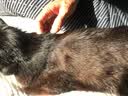 FARMINA PET FOODS法米娜猫粮鲱鱼甜橙成猫粮1.5kg意大利进口 实拍图