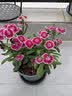 芷郁绿植盆栽托盘垫接水圆形防烂根树脂花盆托底座托盘 特厚210型3个 实拍图