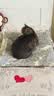 伊纳宝猫零食妙好湿粮金枪鱼与三文鱼味60g*12包 实拍图