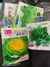 北蔬萝卜白菜籽香菜菠菜胡萝卜生菜秋冬菜种 10种秋冬季蔬菜种子套餐 实拍图