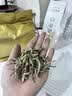 七春特级 白毫银针 白茶250g散装口粮茶叶花果香云南送长辈老丈人礼物 实拍图