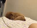 洁客 豆腐膨润土混合猫砂除臭结团懒人猫砂2.5kg*8袋共20kg整箱装 实拍图