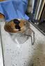 苏泊尔SUPOR 滤油壶304不锈钢大容量自带过滤网防漏油瓶1.25L KG13AV10 实拍图
