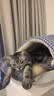阿柴与猫猫窝舒适保暖半封闭式可拆洗四季通用猫咪窝狗窝猫床猫屋幼猫窝垫 实拍图