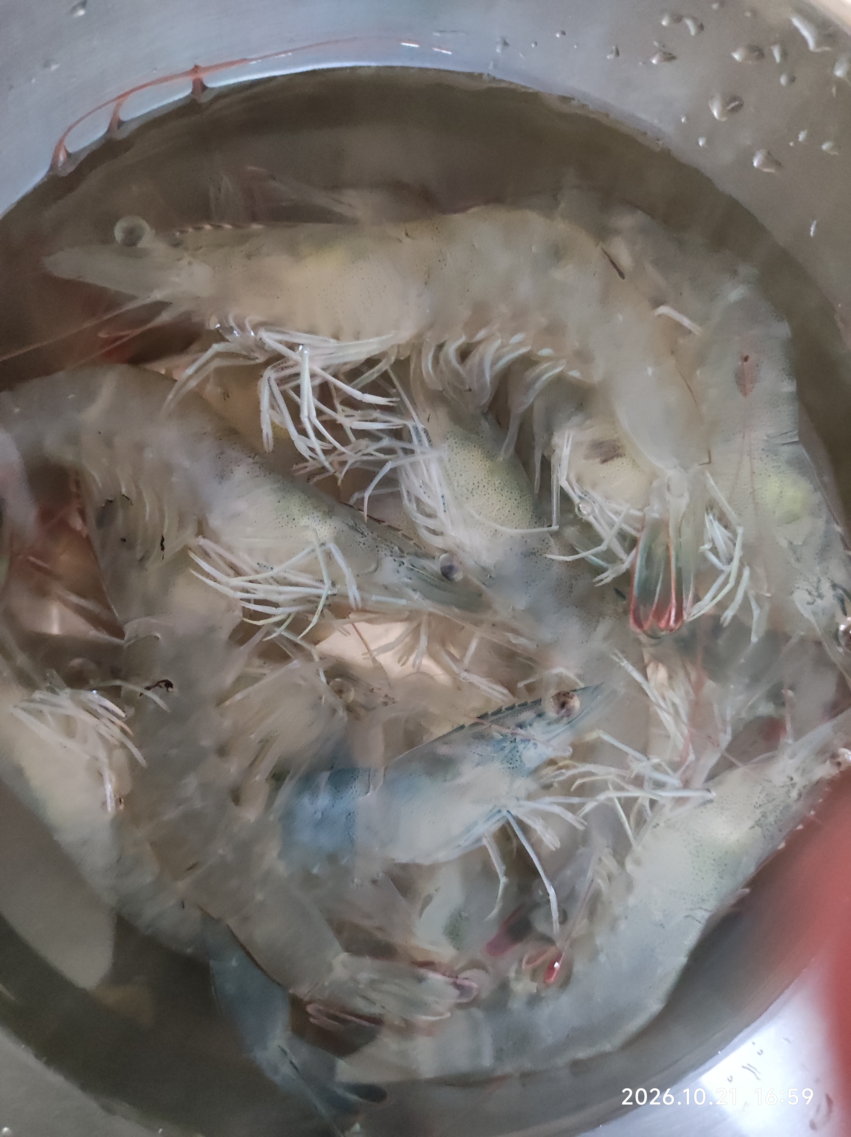 鲜活大海白虾300g（约12-18只） 实拍图