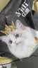 亿迪猫粮冻干幼猫成猫10斤全价英短蓝猫布偶老年猫国产通用全阶段5kg 实拍图