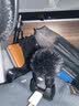 大疆 DJI Mic Mini 发射器（碳素黑）迷你无线降噪纽扣式领夹麦克风采访直播vlog收音麦 实拍图