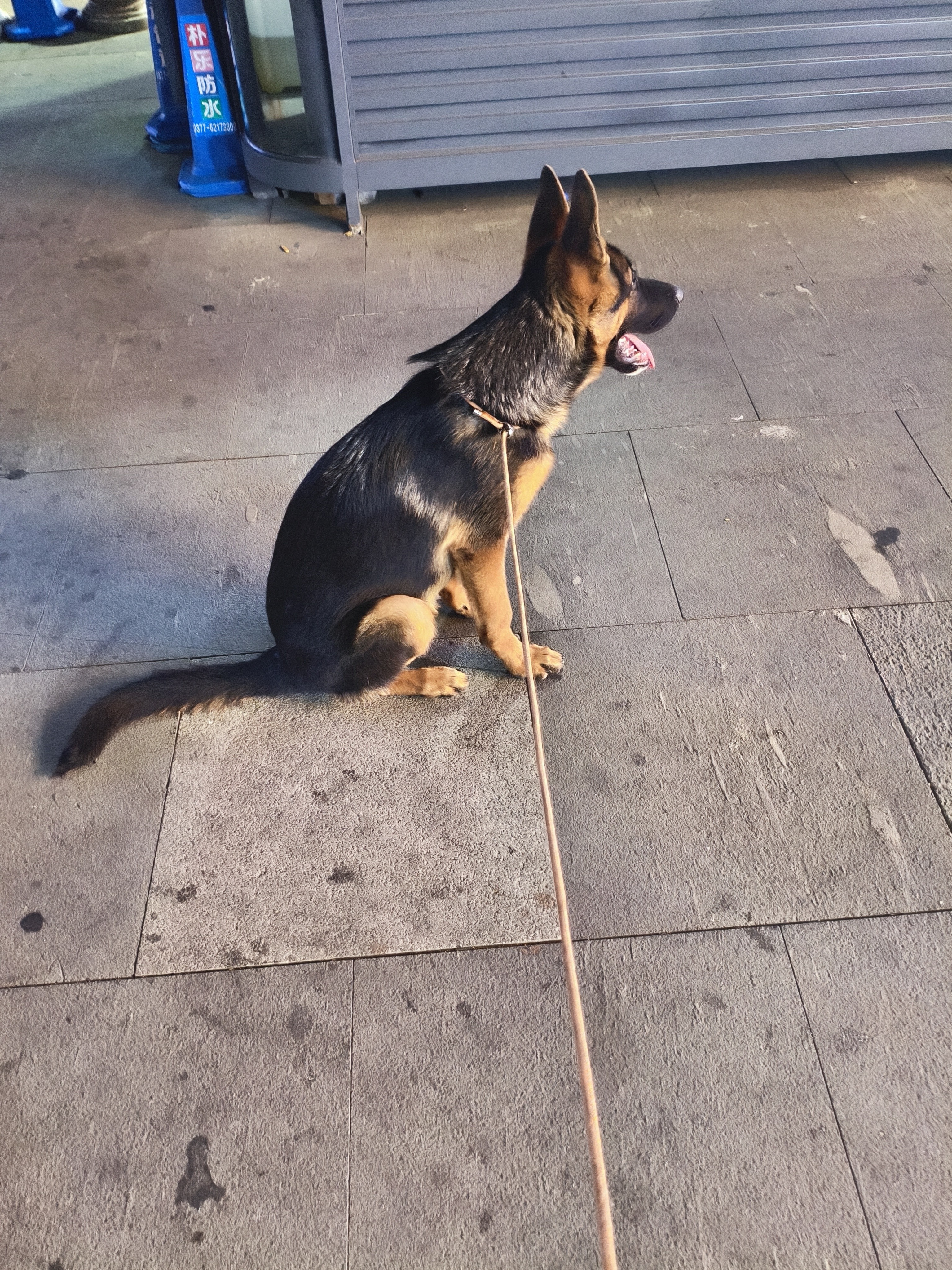 力狼狗粮 纯然金毛阿拉斯加拉布拉多萨摩耶马犬德牧中大型犬粮 自护成长｜特添羊乳｜经典幼犬40斤 实拍图