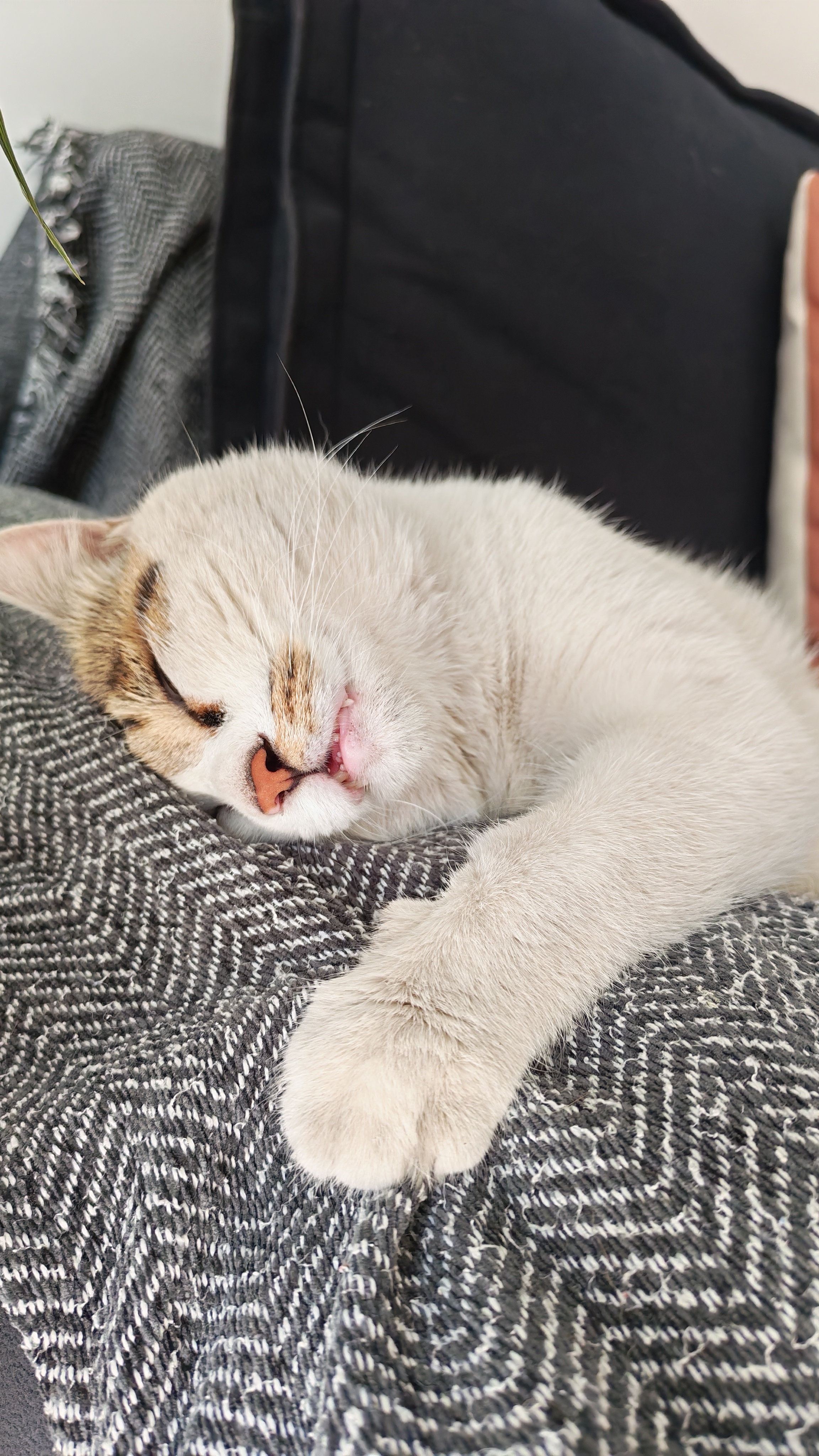 喔喔（WOWO）猫湿粮全价猫用厚肉泥主食包（牛肉味/兔肉）30g*10包 实拍图