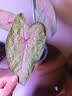 史丹利观叶绿植专用营养土室内盆栽植物通用型土壤盆景种绿植泥炭土10L 实拍图