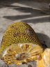 菠萝蜜整个新鲜水果黄肉干苞波罗蜜20—40斤海南当季木菠萝 30-35斤精选大果 晒单实拍图