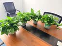 绿有意绿萝盆栽除甲醛室内好养花卉植物绿萝批发办公室新房装修净化空气 180#精品绿加仑储水4盆+4肥 带盆带土发货 实拍图