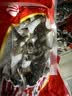 獐子岛 大连即食海参1.2kg 31-40只 固形物85% 海鲜水产送礼礼盒 实拍图