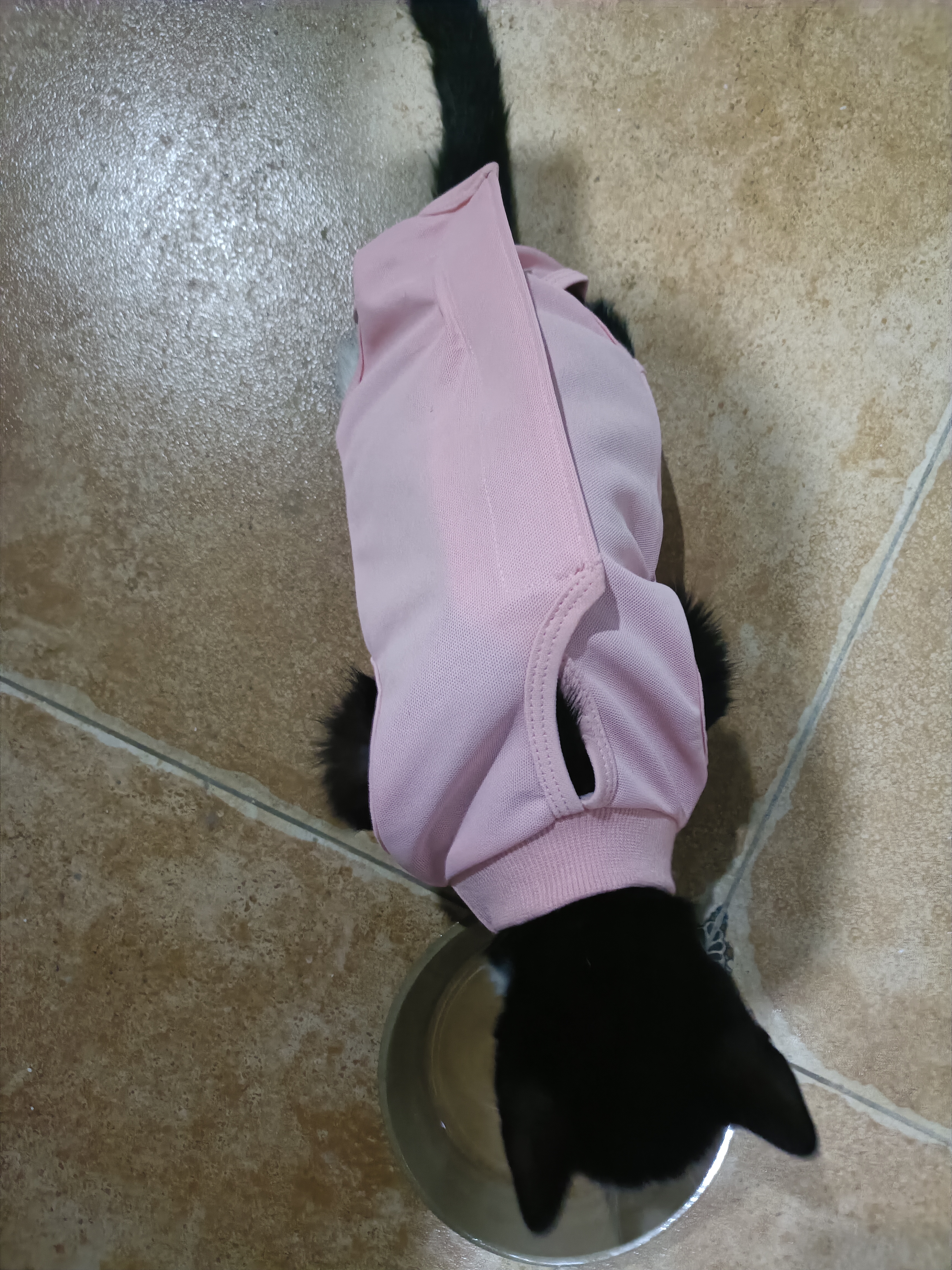 欢宠网宠物猫咪绝育服猫手术服母猫衣服断奶术后恢复幼小猫猫透气防舔衣 实拍图