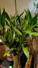 花翁富贵竹水培绿植招财转运室内客厅水养花卉盆栽植物文昌竹源头直发 实拍图