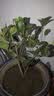 桂花树苗盆栽室内四季桂花卉植物金桂丹桂庭院大树浓香型绿植开花 四季桂花高20-30cm高左右【原土球发货】 实拍图