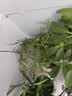 绿有意绿植盆栽多肉花卉盆栽植物室内桌面水培绿植办公室客厅植物懒人 文竹+罗汉松+鸭脚木+满天星 实拍图