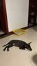 阿柴与猫狗狗厕所小中型犬训厕防防踩屎金属铁架宠物尿砂盆 中号狗厕所 实拍图
