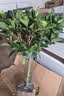 意轩 【带花苞】阳台室内盆栽花卉栀子花树苗大叶绿植四季开花枝子花 3年苗【带花苞】 不含盆 实拍图