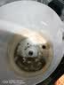 京东家政 家电清洗 洗衣机清洗波轮洗衣机全拆洗 上门服务清洁 实拍图