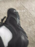 特步男鞋跑步鞋新款夏季厚底旅游透气轻便皮网面休闲运动鞋慢跑鞋子男 (网面) 43 实拍图