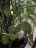 九千谷滴水器自动浇花器3只装渗水器家用自动浇花定时懒人浇水器1428 实拍图