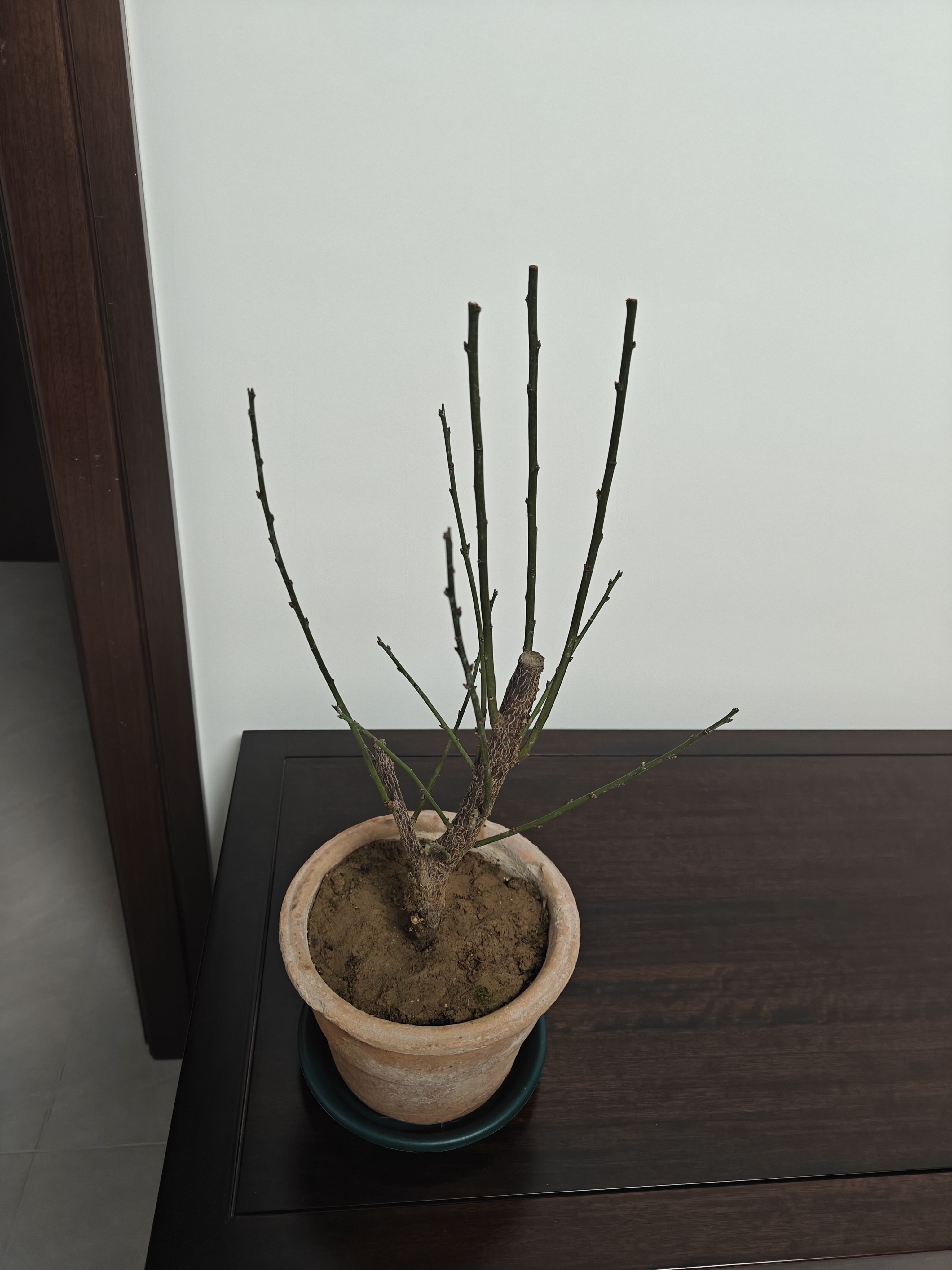 红梅盆景老桩盆栽原生梅花植物盆栽室内绿植耐寒浓香型乌梅不含盆 红梅5年盆景（今年冬天开花） 实拍图